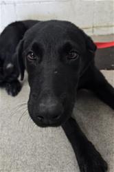 Shelter Stray Male Dog last seen Near BASELINE ST X UNIVERSITY, 333 Chandler Pl, San Bernardino, CA 92408, USA