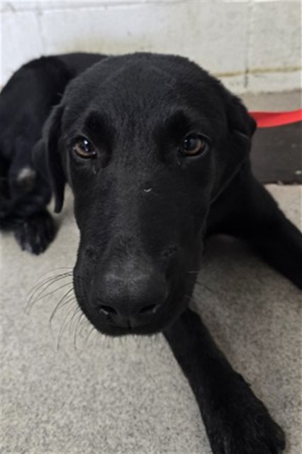 Shelter Stray Male Dog last seen Near BASELINE ST X UNIVERSITY, 333 Chandler Pl, San Bernardino, CA 92408, USA