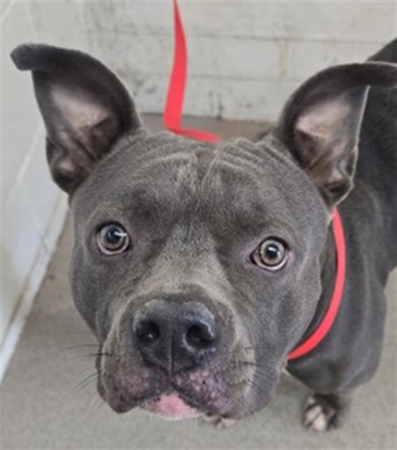 Shelter Stray Male Dog last seen Near BASELINE ST X UNIVERSITY, 333 Chandler Pl, San Bernardino, CA 92408, USA