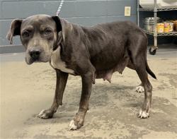 Shelter Stray Female Dog last seen Near BLOCK SAND DOLLAR LN, TALLAHASSEE FL 32317, 1125 Easterwood Dr, Tallahassee, FL 32311, USA