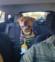 Shelter Stray Male Dog last seen Near BLOCK PRENTICE ST, 3528 Newburg Rd, Louisville, KY 40218, USA