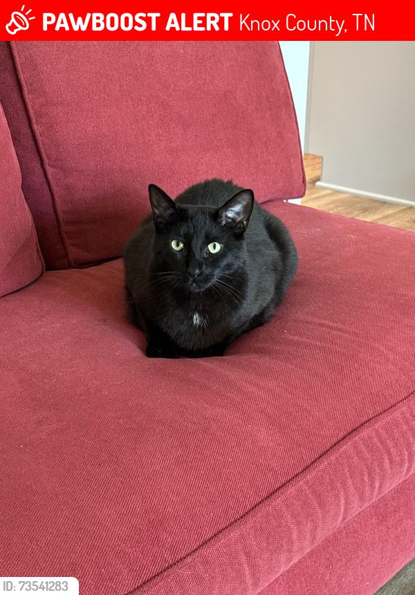 Lost Male Cat last seen Andersonville pike and old Andersonville pike, Knox County, TN 37938