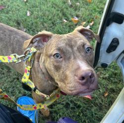 Shelter Stray Male Dog last seen Near BLOCK CEDARDALE RD, 3528 Newburg Rd, Louisville, KY 40218, USA