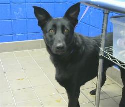 Shelter Stray Male Dog last seen ZUNI & WYOMING, 8920 Lomas Blvd NE, Albuquerque, NM 87112, USA