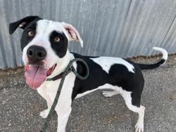 Shelter Stray Male Dog last seen , 8920 Lomas Blvd NE, Albuquerque, NM 87112, USA