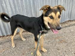 Shelter Stray Male Dog last seen Near BLOCK PARSIFAL ST NE, 8920 Lomas Blvd NE, Albuquerque, NM 87112, USA