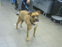 Shelter Stray Female Dog last seen TRAMWAY &COPPER, 8920 Lomas Blvd NE, Albuquerque, NM 87112, USA