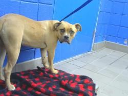 Shelter Stray Female Dog last seen Near BLOCK CAGUA DR NE, 8920 Lomas Blvd NE, Albuquerque, NM 87112, USA
