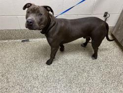 Shelter Stray Male Dog last seen Near BLOCK HOWARD AVE, COLORADO SPRINGS CO 80909, 610 Abbot Ln, Colorado Springs, CO 80905, USA