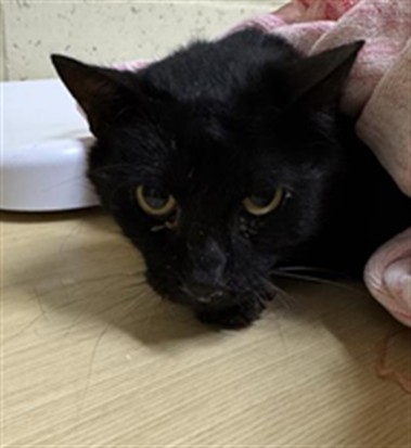 Shelter Stray Male Cat last seen BENEDICT CT & WINTERHAM WAY, 2127 Front St, Sacramento, CA 95818, USA