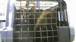 Shelter Stray Female Cat last seen NEAR TRACY STREET, 2600 NE Perry Ave, Peoria, IL 61603, USA