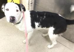 Shelter Stray Female Dog last seen LINCOLN AVE\ MONROE ST, RIVERSIDE, CA 92504, 6851 Van Buren Boulevard, Jurupa Valley, CA 92509, USA