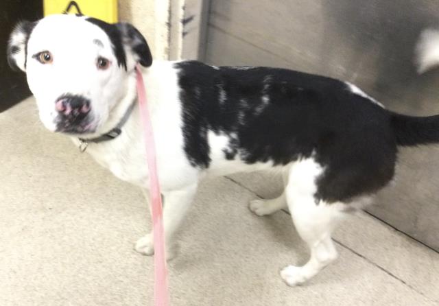 Shelter Stray Female Dog last seen LINCOLN AVE\ MONROE ST, RIVERSIDE, CA 92504, 6851 Van Buren Boulevard, Jurupa Valley, CA 92509, USA