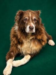 Shelter Stray Male Dog last seen BARTO PL, 1601 Airport Rd, Shelby, NC 28150, USA