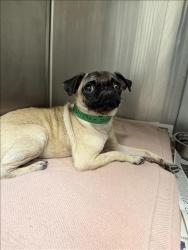 Shelter Stray Female Dog last seen , 1850 W 60th St, Los Angeles, CA 90047, USA