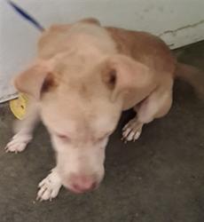 Shelter Stray Male Dog last seen , 1850 W 60th St, Los Angeles, CA 90047, USA