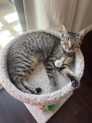 Lost Female Cat last seen Providence Landing, Lompoc, CA 93436