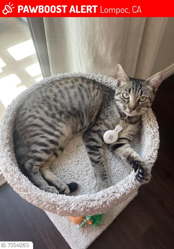 Lost Female Cat last seen Providence Landing, Lompoc, CA 93436