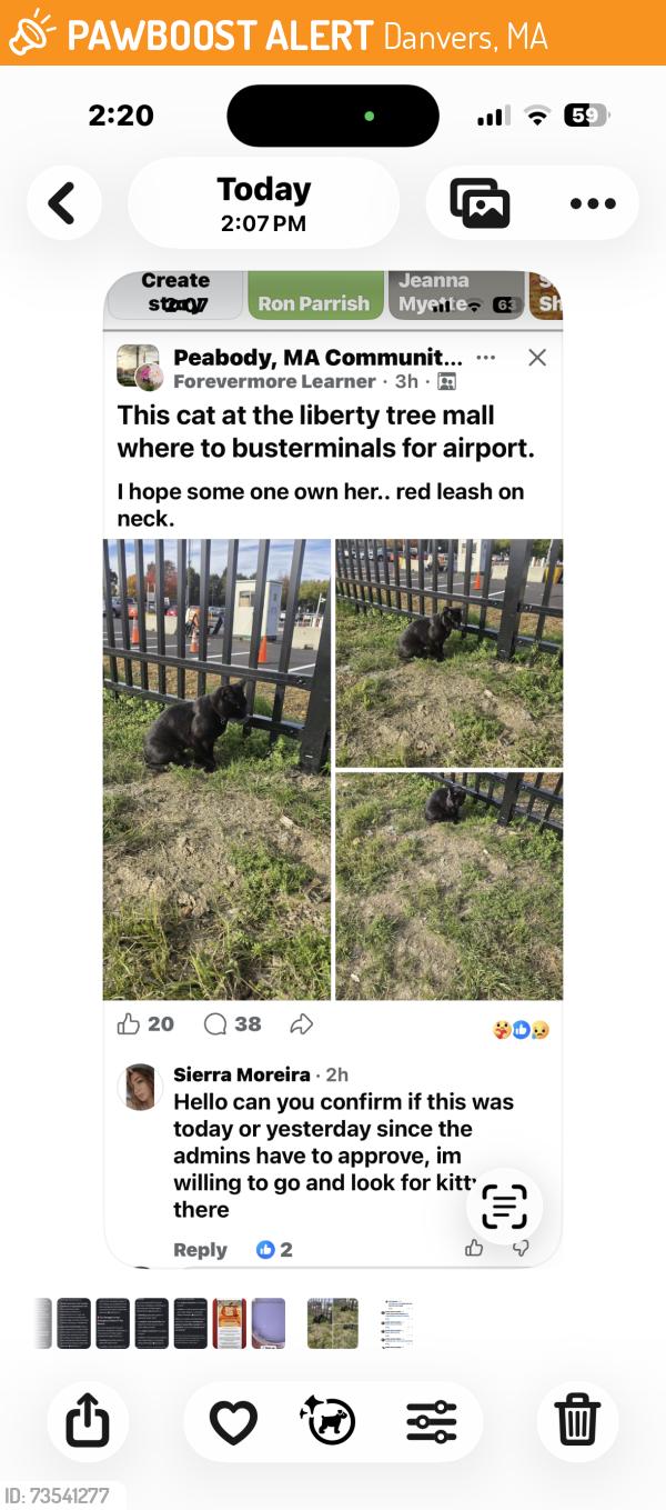 Found/Stray Unknown Cat last seen Endicott Street, Danvers, MA 01923