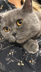 Reunited Male Cat last seen Werneth Primary School, Greater Manchester, England 