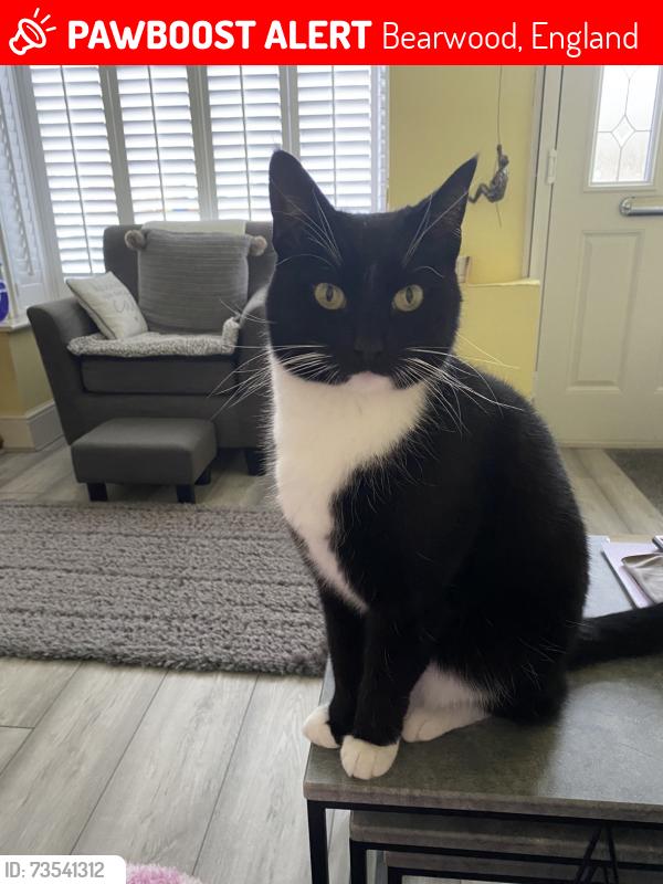 Lost Male Cat last seen Bearwood / Edgbaston, Bearwood, England 