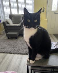 Lost Male Cat last seen Bearwood / Edgbaston, Bearwood, England 