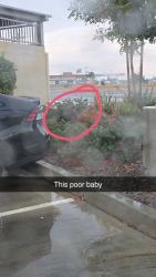 Found/Stray Unknown Dog last seen Starbucks on M st off of Cartmill, Tulare, CA 93274