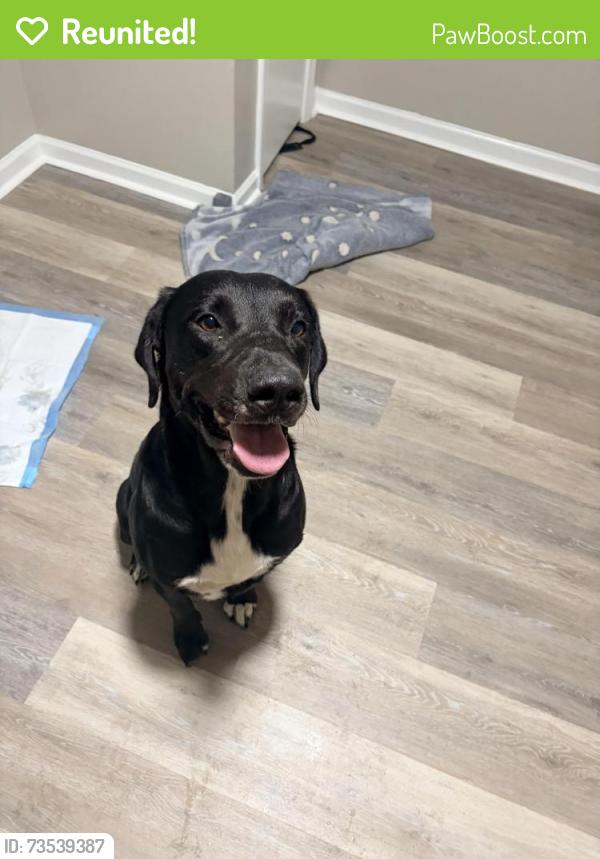 Reunited Male Dog last seen Tise avenue, Winston-Salem, NC 27105