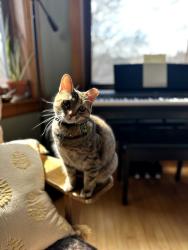 Reunited Female Cat last seen Marshall Blvd and 23rd, Chicago, IL 60623