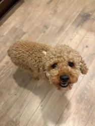 Reunited Female Dog last seen Prestonwood Forest Drive, Prestonwood Forest, TX 77070