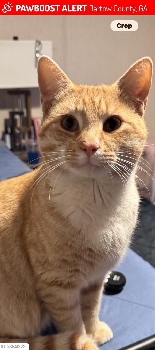 Lost Male Cat last seen Highland pointe, Bartow County, GA 30184