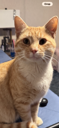 Lost Male Cat last seen Highland pointe, Bartow County, GA 30184