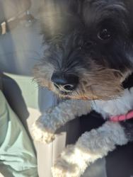 Reunited Female Dog last seen Oakridge and Aspen, Broken Arrow, OK 74012
