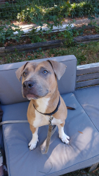 Found/Stray Female Dog last seen Baxter Street off Oakhurst Street in Kernersville, Kernersville, NC 27284