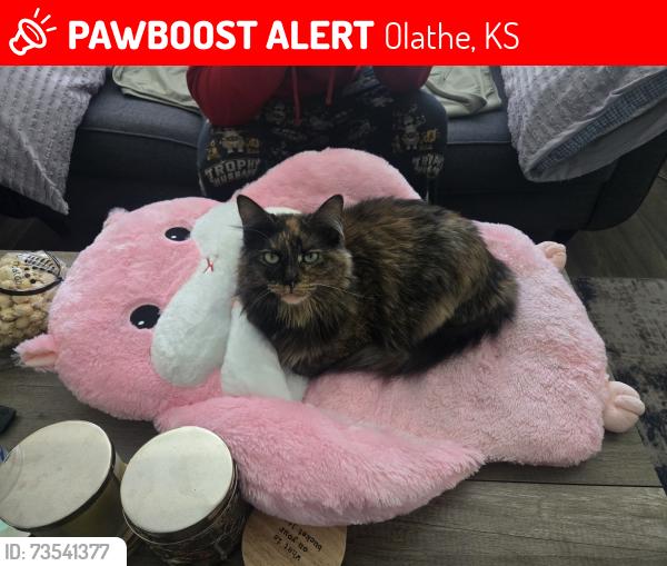 Lost Female Cat last seen 119th st olathe ks, near the arlo apmt, Olathe, KS 66062