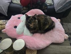 Lost Female Cat last seen 119th st olathe ks, near the arlo apmt, Olathe, KS 66062