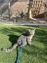 Lost Male Cat last seen N GREEN VALLEY PKY /WARM SPRINGS, Henderson, NV 89014