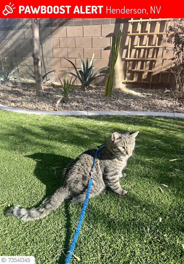 Lost Male Cat last seen N GREEN VALLEY PKY /WARM SPRINGS, Henderson, NV 89014
