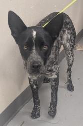 Shelter Stray Male Dog last seen , , NM, 1209 NM-314, Los Lunas, NM 87031, USA
