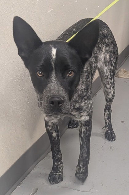 Shelter Stray Male Dog last seen , , NM, 1209 NM-314, Los Lunas, NM 87031, USA