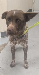 Shelter Stray Male Dog last seen , , NM, 1209 NM-314, Los Lunas, NM 87031, USA