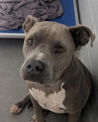 Shelter Stray Male Dog last seen Near TR RD 22 (ISLETA ACO), Isleta,, 1209 NM-314, Los Lunas, NM 87031, USA