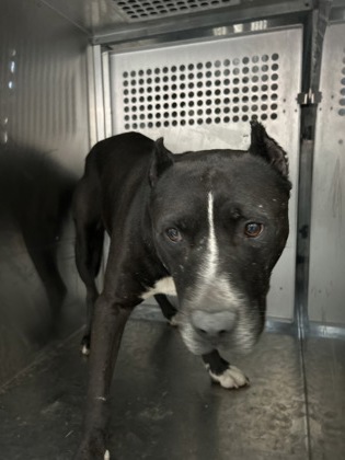 Shelter Stray Male Dog last seen RICKEE DR, South District,, 355 Hillshire Dr, Haslet, TX 76052, USA