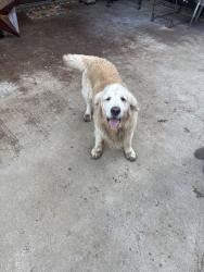 Reunited Unknown Dog last seen Whitehouse, Whitehouse, TX 75791