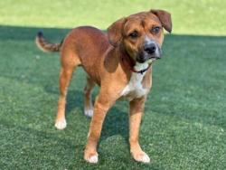 Shelter Stray Male Dog last seen Near Lennox Dr, Kings Mountain, NC, 1491 Business Park Ct, Gastonia, NC 28052, USA