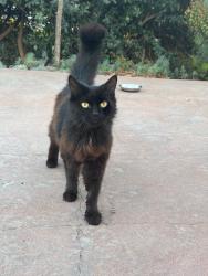 Found/Stray Unknown Cat last seen Mcconnell and Gerry Ct, Walnut Creek, CA 94596
