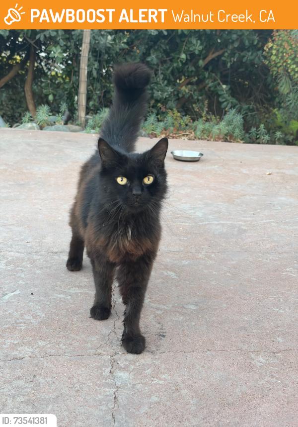 Found/Stray Unknown Cat last seen Mcconnell and Gerry Ct, Walnut Creek, CA 94596