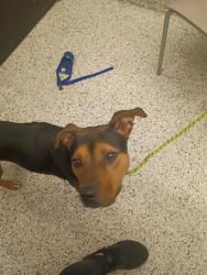 Shelter Stray Female Dog last seen Verbena St NW & Pansy St NW, Atlanta, GA, 1251 Fulton Industrial Blvd NW, Atlanta, GA 30336, USA