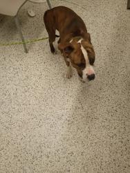 Shelter Stray Male Dog last seen Verbena St NW & Pansy St NW, Atlanta, GA, 1251 Fulton Industrial Blvd NW, Atlanta, GA 30336, USA