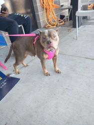 Shelter Stray Female Dog last seen Near Hilltop Dr, Union City, GA, 1251 Fulton Industrial Blvd NW, Atlanta, GA 30336, USA